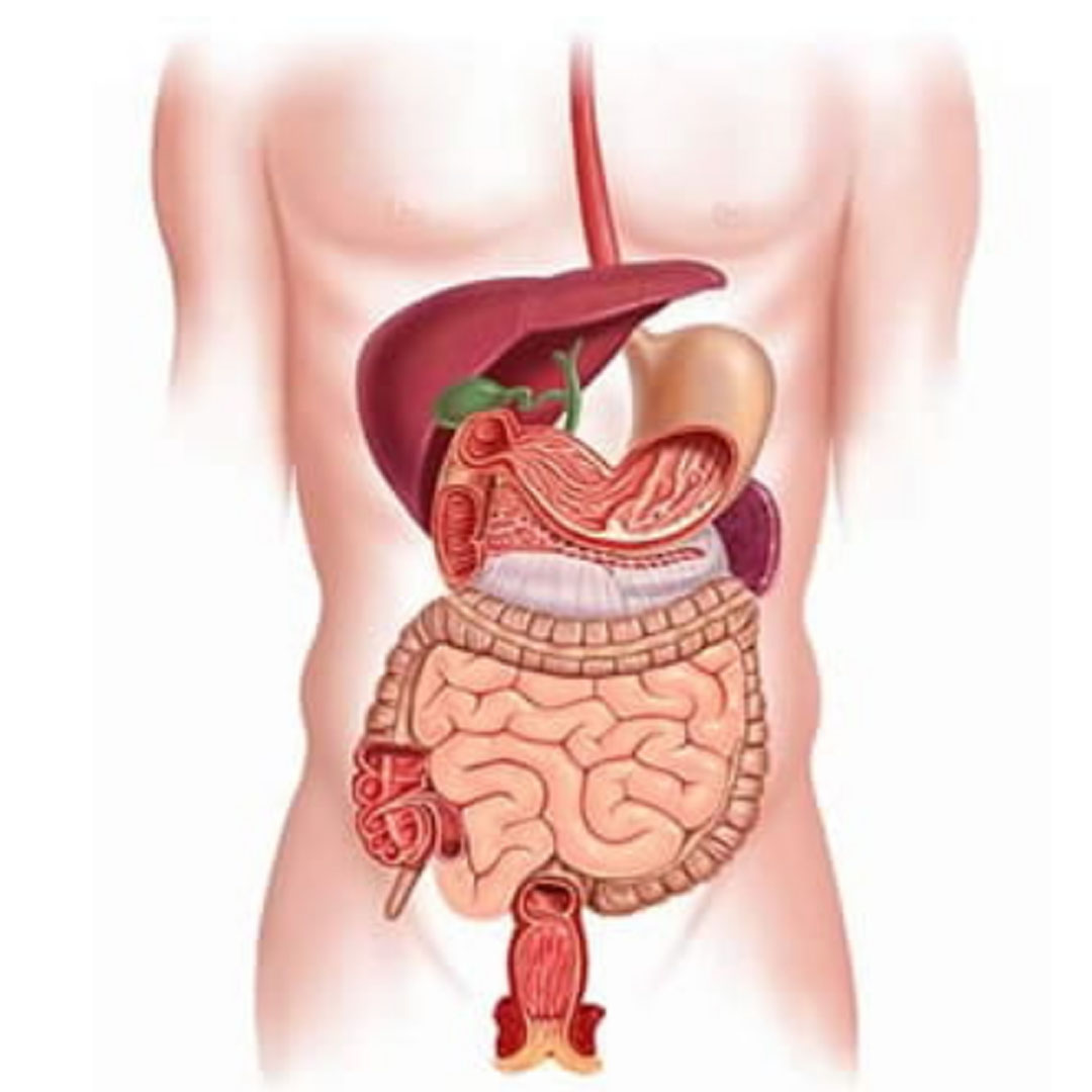 Appendix Surgery